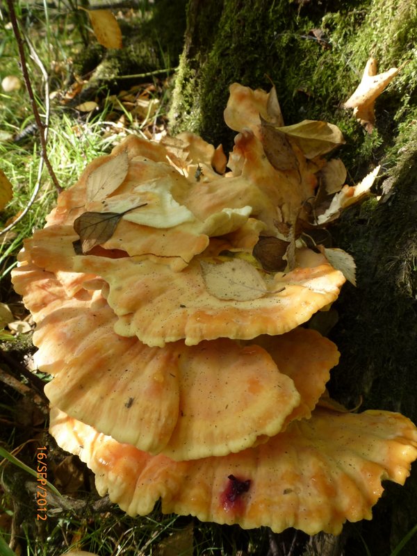 Laetiporus sulfureus
